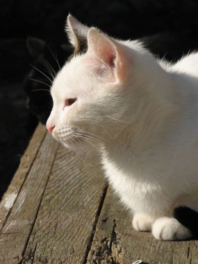 Genç evcil kedi dikkatle aynı yöne bakıyor ve bir şeyler olmasını bekliyor.