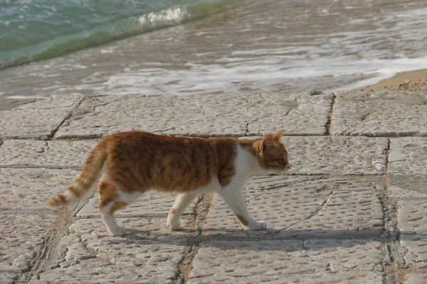Gato Doméstico Joven Cerca Del Agua Mar Mirar Atentamente Dirección —  Fotos de Stock