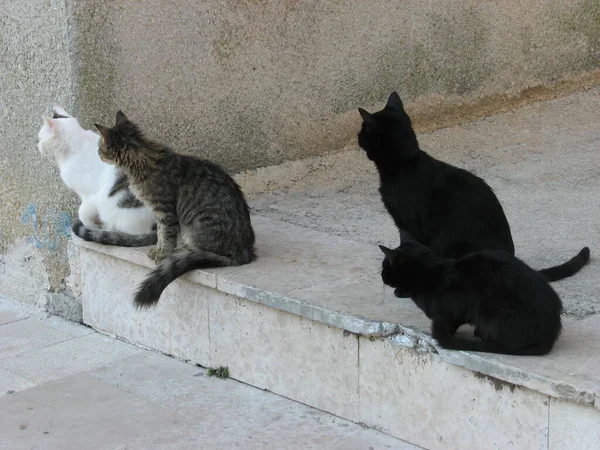 Four Young Domestic Cats Look Intently Same Direction Expecting Something — Stock Photo, Image