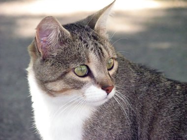 Genç evcil kedi dikkatle aynı yöne bakıyor ve bir şeyler olmasını bekliyor.