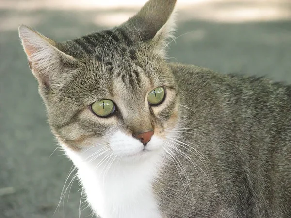 Junge Hauskatze Schaut Genau Die Gleiche Richtung Und Erwartet Dass — Stockfoto