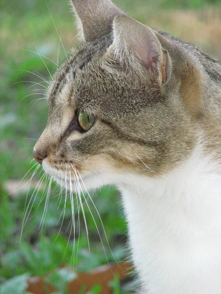 Gato Doméstico Joven Mira Atentamente Misma Dirección Esperando Que Algo —  Fotos de Stock