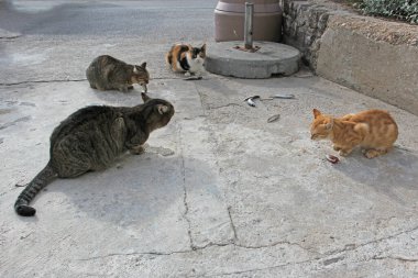 Hırvatistan 'ın Krk adası Baska' da piyasaya sürülen bir grup evcil kedi