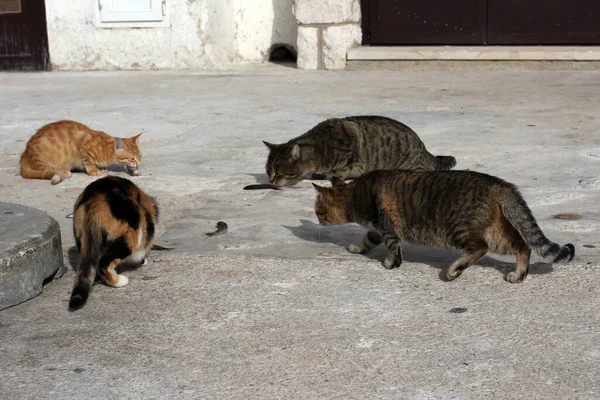 Group Domestic Cats Launch Baska Island Krk Croatia — Stock Photo, Image