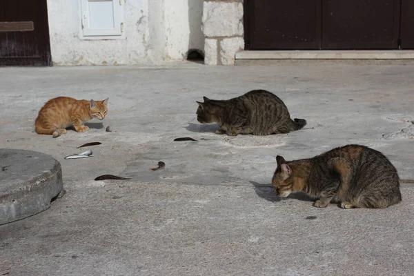 Group Domestic Cats Launch Baska Island Krk Croatia — Stock Photo, Image