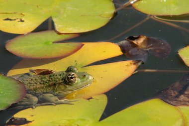 Yeşil kurbağa yeşil yaprakların arasında pusuya yatmış sineğinin onu yakalamasını bekliyor.