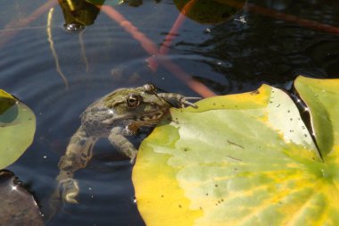 Yeşil kurbağa yeşil yaprakların arasında pusuya yatmış sineğinin onu yakalamasını bekliyor.