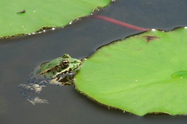Yeşil kurbağa yeşil yaprakların arasında pusuya yatmış sineğinin onu yakalamasını bekliyor.