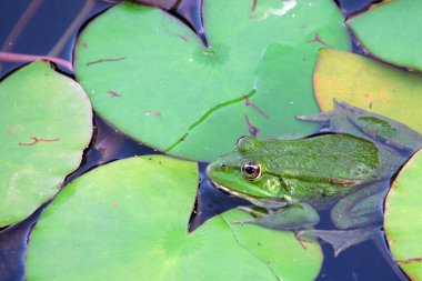 Yeşil kurbağa yeşil yaprakların arasında pusuya yatmış sineğinin onu yakalamasını bekliyor.