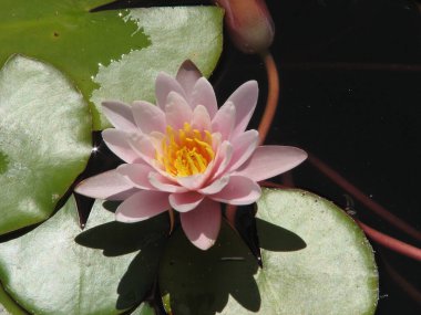 Botanik bahçesinin gölündeki yaprakların arasında iki güzel sarı nilüfer.