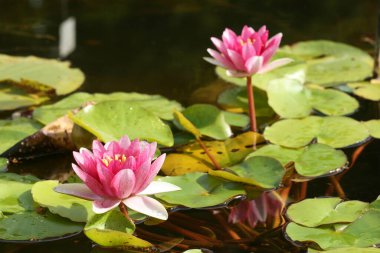 Botanik bahçesinin gölündeki yaprakların arasında iki güzel sarı nilüfer.