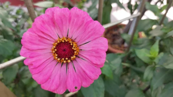 Bahçede Mor Bir Çiçek — Stok fotoğraf