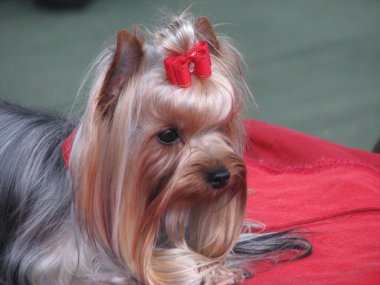 Beyaz bir Yorkshire kadını sahibini bekliyor.