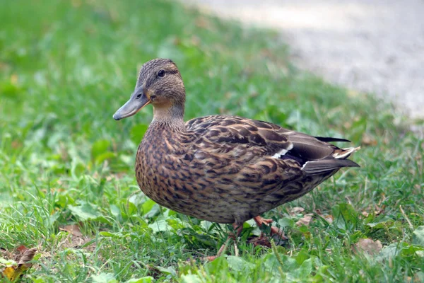 A wild duck walks around the meadow looking for food