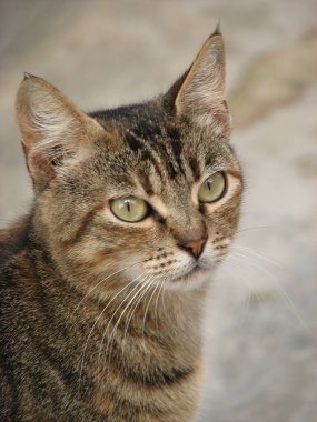 Hırvatistan 'ın Krk adasındaki yerli tekir kedi