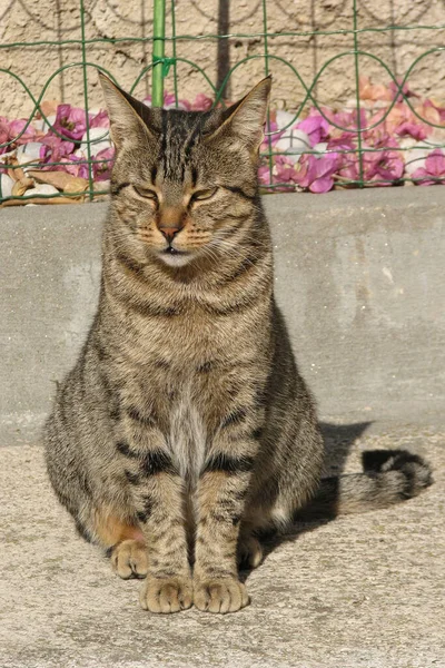 克罗地亚克尔克岛的家养肥猫 — 图库照片