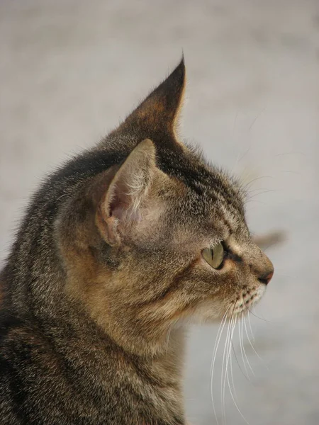 Domestic Tabby Cat Island Krk Croatia — Stock Photo, Image