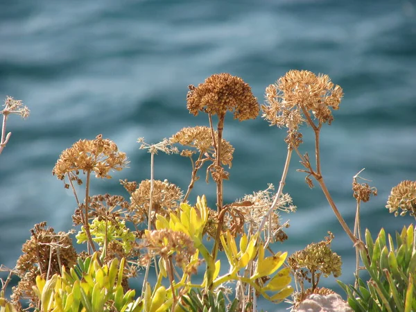 Las Plantas Cerca Del Mar Isla Krk Croacia — Foto de Stock