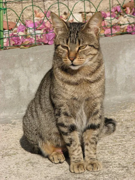 Domestico Tabby Cat Isla Krk Croacia —  Fotos de Stock