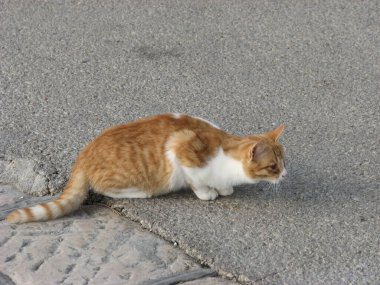 Genç evcil kedi dikkatle aynı yöne bakıyor ve bir şeyler olmasını bekliyor.