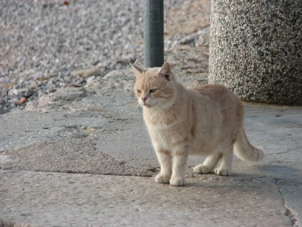 Νεαρή Οικιακή Γάτα Κοιτάζει Επίμονα Προς Την Ίδια Κατεύθυνση Περιμένοντας — Φωτογραφία Αρχείου