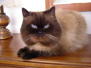 Masadaki Himalaya kedisinin portresi. 