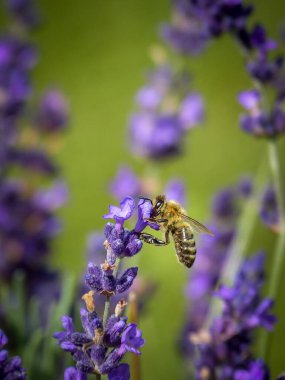 Arı lavanta çiçeğinden nektar emiyor.