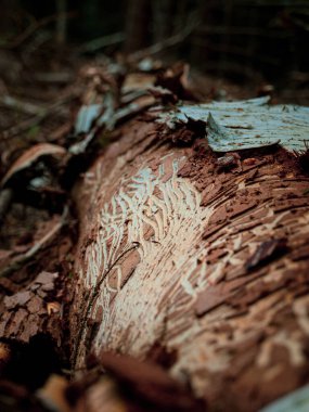 Yaşlı ağaç gövdesi yerde yatıyor.