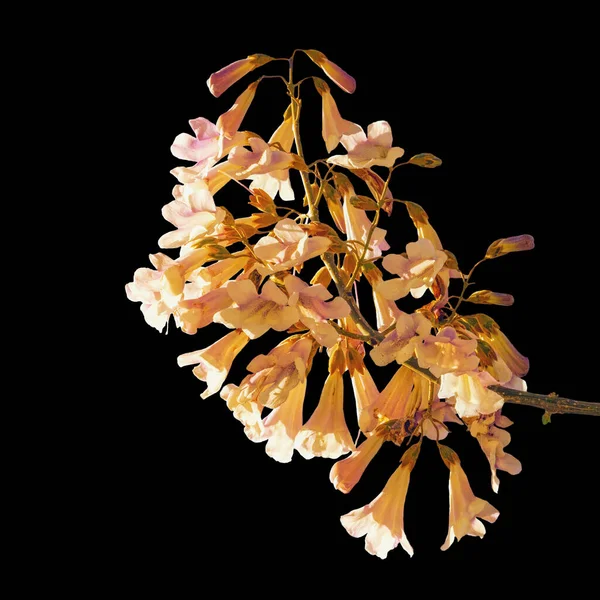 Flowers of Princess tree ( Paulownia tomentosa ), isolated on black background