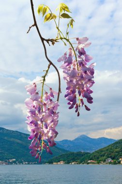 Bahar çiçekleri. Güzel Akdeniz manzarasına karşı çiçek açan bir salkım salkımı. Karadağ, Kotor Körfezi