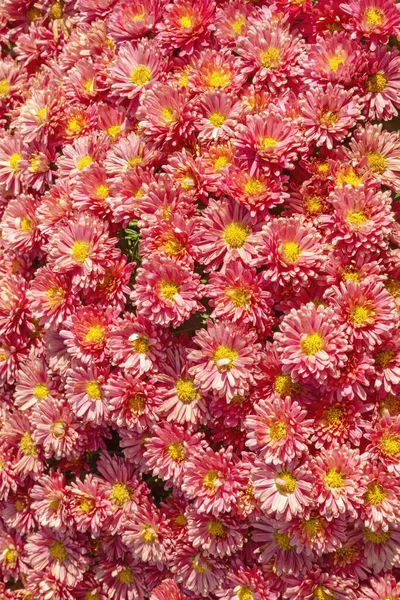 Beautiful Floral Background Chrysanthemum Flowers Garden Sunny Autumn Day — Stock Photo, Image