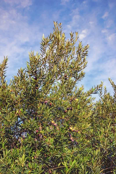 Filialer Olivträd Med Blad Och Frukt Mot Himlen Solig Höst — Stockfoto