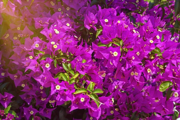 Purple Bougainvillea Vacker Prydnadsvinranka Med Blommor Och Blomliknande Blad Medelhavsträdgården — Stockfoto