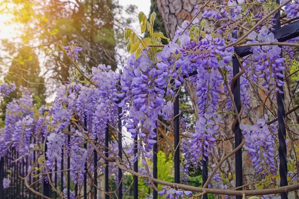 Voorjaarsbloemen Bloeiende Wisteria Wijnstok Het Park Montenegro Tivat — Stockfoto