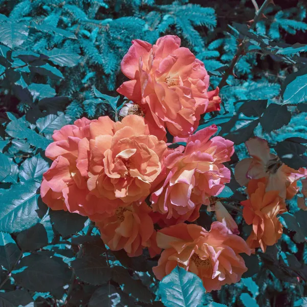 Mavi flora. Bahçedeki gülün güzel çiçekleri. Renk tonu