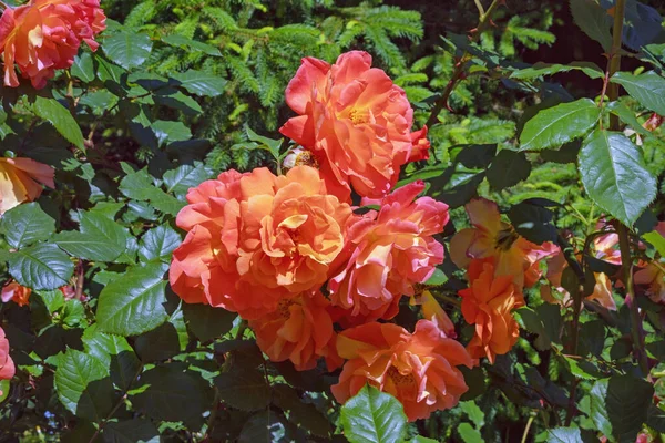 Piękne Kwiaty Róży Ogrodzie Słoneczny Letni Dzień — Zdjęcie stockowe