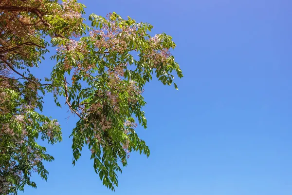 Весной Листья Цветы Китайского Дерева Melia Azedarach Против Голубого Неба — стоковое фото