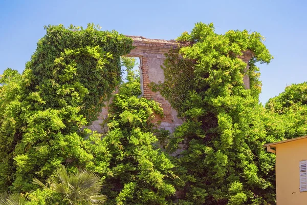 Wall Abandoned House Overgrown Green Climbing Plants Sunny Spring Day — Stock Photo, Image