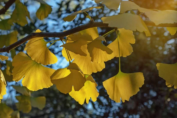 Осень Ветвь Гинкго Гинкго Билоба Ярко Желтыми Веерными Листьями — стоковое фото