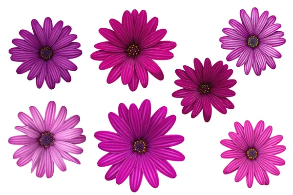 Flowers Osteospermum African Daisies Isolated White Background Stock Image