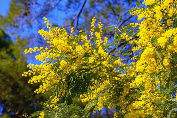 Spring Branches Acacia Dealbata Mimosa Tree Foliage Bright Yellow Flowers — Fotografia de Stock