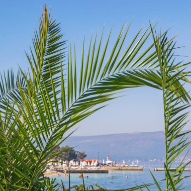 Yaz plajı tatili konsepti. Kotor Körfezi kıyısındaki palmiye dalları (Phoenix kanaryası). Karadağ, Adriyatik Denizi ve Tivat