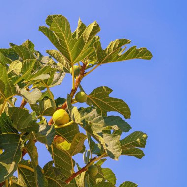 Mavi gökyüzüne karşı yaprakları ve meyveleri olan incir ağacı dalı (Ficus carica)