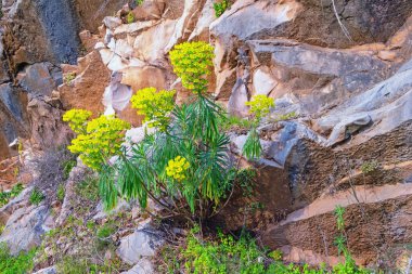 Taşlar arasında Akdeniz 'in parlak sarı çiçekleri (Euphorbia the Euias). Balkan dağları, Karadağ