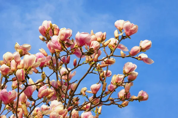 Vårblommor Filialer Magnolia Träd Magnolia Soulangeana Blom Mot Blå Himmel — Stockfoto