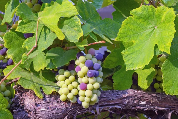 Outono Vinha Uva Com Folhas Frutos Dia Ensolarado — Fotografia de Stock