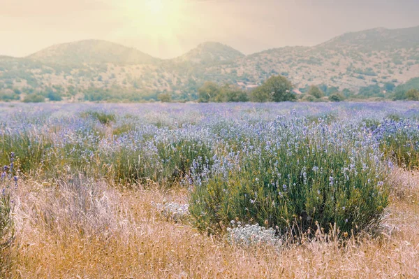 Mountain Valley Dinaric Alps Lavender Field Sunset Bosnia Herzegovina Republika — Stock Photo, Image