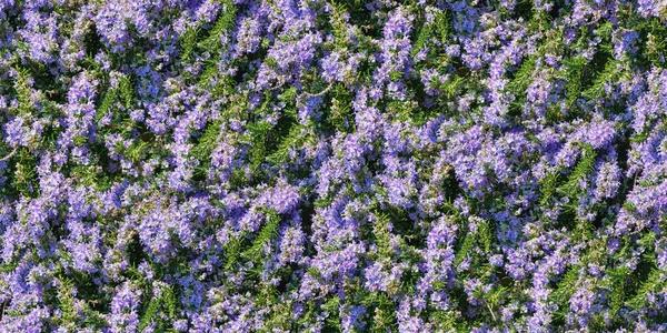 Beautiful Floral Background Flowering Rosemary — Stock Photo, Image