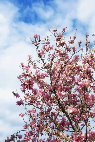Våren Blommor Magnolia Träd Magnolia Soulangeana Mot Himlen — Stockfoto