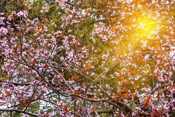 Primavera Jardín Hojas Rojas Flores Rosadas Ciruelo Cerezo Sol Sol — Foto de Stock